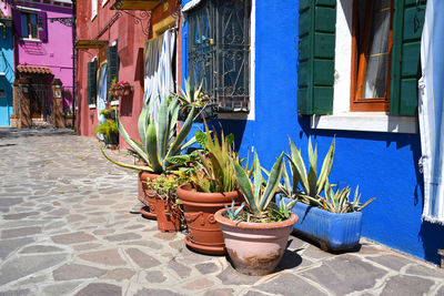 Potted plants on footpath by street against buildings