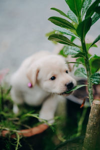 Close-up of a dog