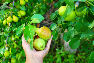 Cropped hand holding fruit