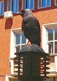 Close-up of bird perching on brick wall