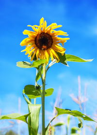 Close-up of sunflower against blue sky