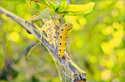 Close-up of butterfly on leaf