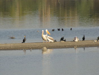 Ducks on a lake