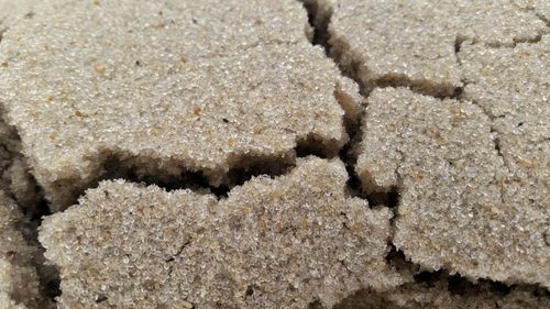 Close-up of coral on sand at beach