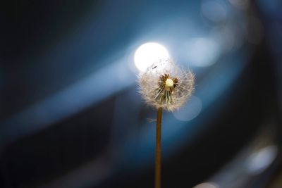 Close-up of dandelion against blurred background