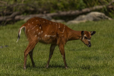 Deer grazing on grassy field