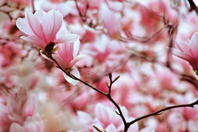 Close-up of pink cherry blossom