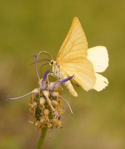 Close-up of butterfly on flower