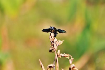 Close-up of insect on twig