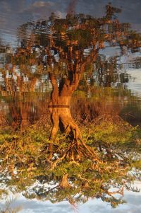 Reflection of trees in lake