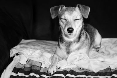 Close-up portrait of dog relaxing on bed at home