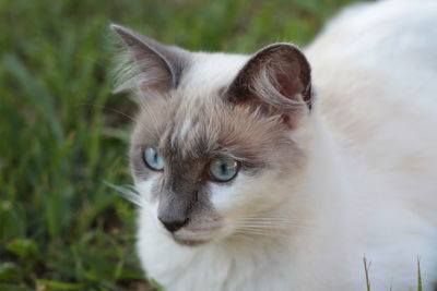 Close-up portrait of cat