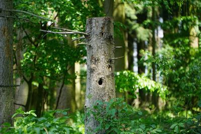 Close-up of tree trunk in forest