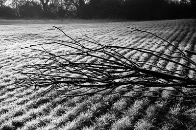 Bare trees on field