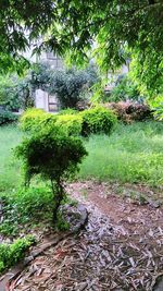 Trees growing in park