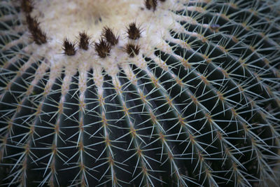 Close-up of cactus