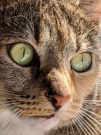 Beautiful green cat eyes