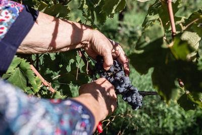 Close-up view of senior woman hands collecting bunch of grapes from the vine