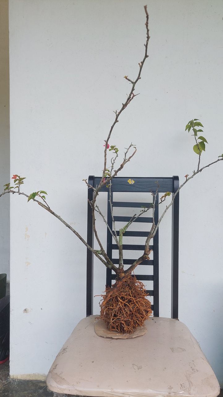 art, iron, plant, branch, no people, nature, wall, wood, twig, indoors, wall - building feature, day, flower, architecture, lighting