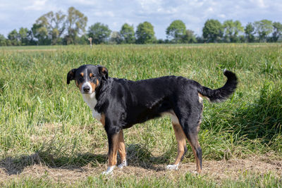 Black dog standing on field