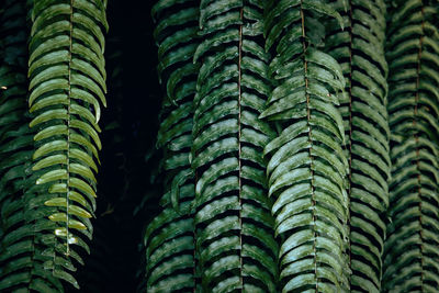 Full frame shot of succulent plant