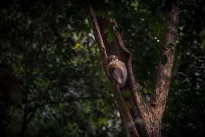 View of lizard on tree