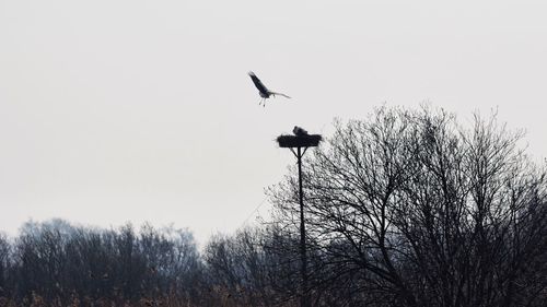 Low angle view of birds flying over bare trees