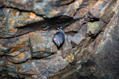 Small sleeping bat hanging from a rocky cave ceiling