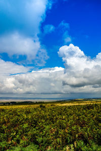 Scenic view of field against blue sky