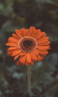 Close-up of orange daisy flower