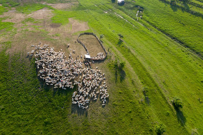 Aerial drone view of herd of sheep grazing in green meadow