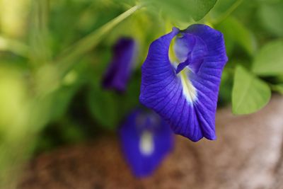 Close-up of purple flowering plant