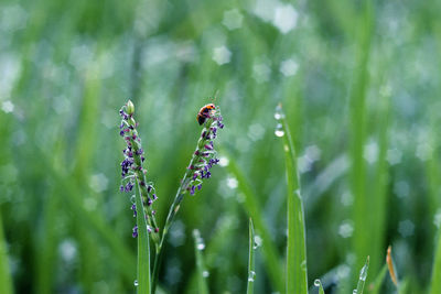 Close-up of insect on plant