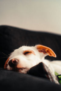 Close-up of a dog