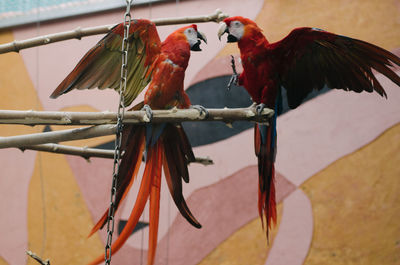 Close-up of birds perching on branch