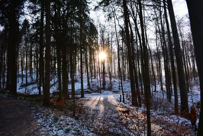 Sun shining through trees in snow