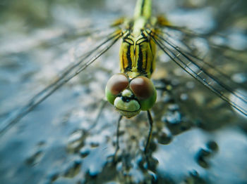 Close-up of insect on plant