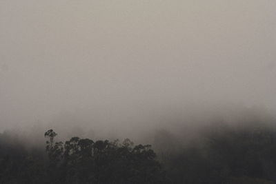 Scenic view of forest against sky