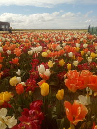 Close-up of yellow tulips blooming on field against sky