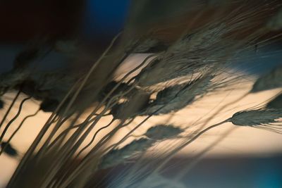 Close-up of plants against sky at sunset