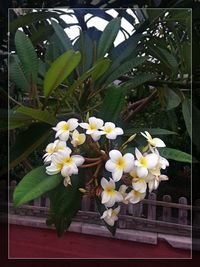 Close-up of white flowers