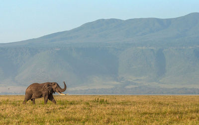 Horse grazing on field against mountain