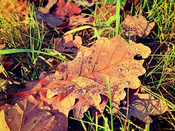 High angle view of dry maple leaves on field