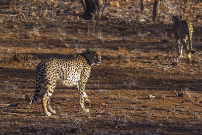 Full length of a cat