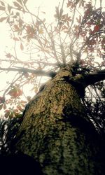 Low angle view of tree against sky