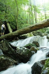 Scenic view of waterfall in forest