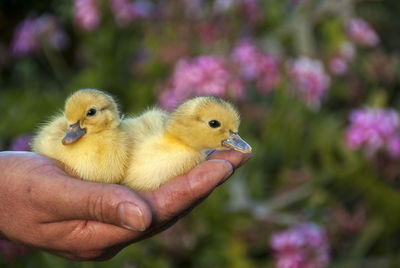 Cropped hand holding ducklings