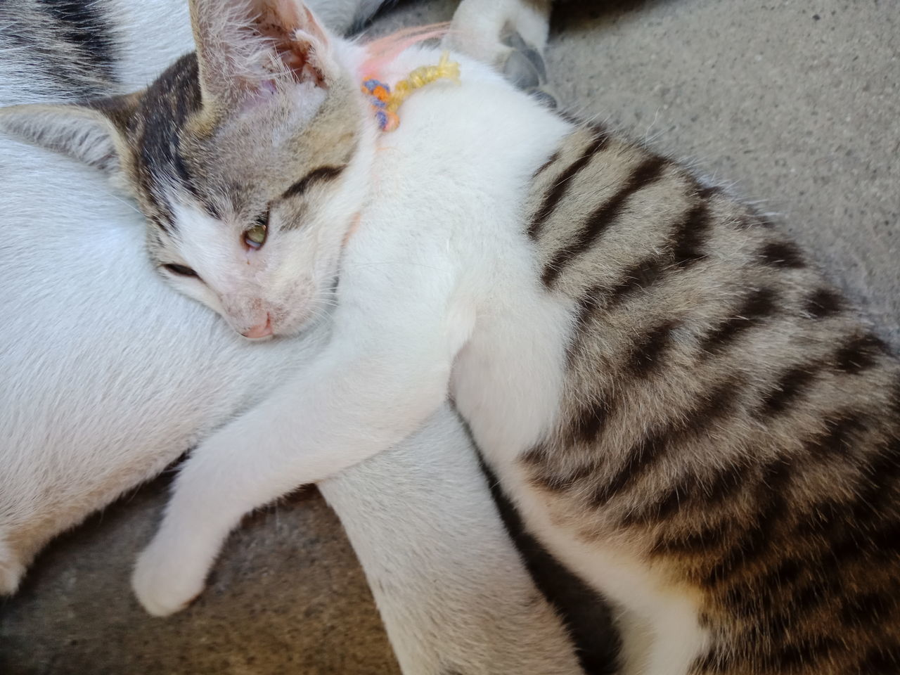 HIGH ANGLE VIEW OF A CAT SLEEPING