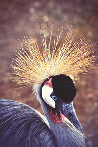 Close-up of a bird