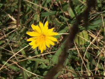 High angle view of yellow flowering plant on field